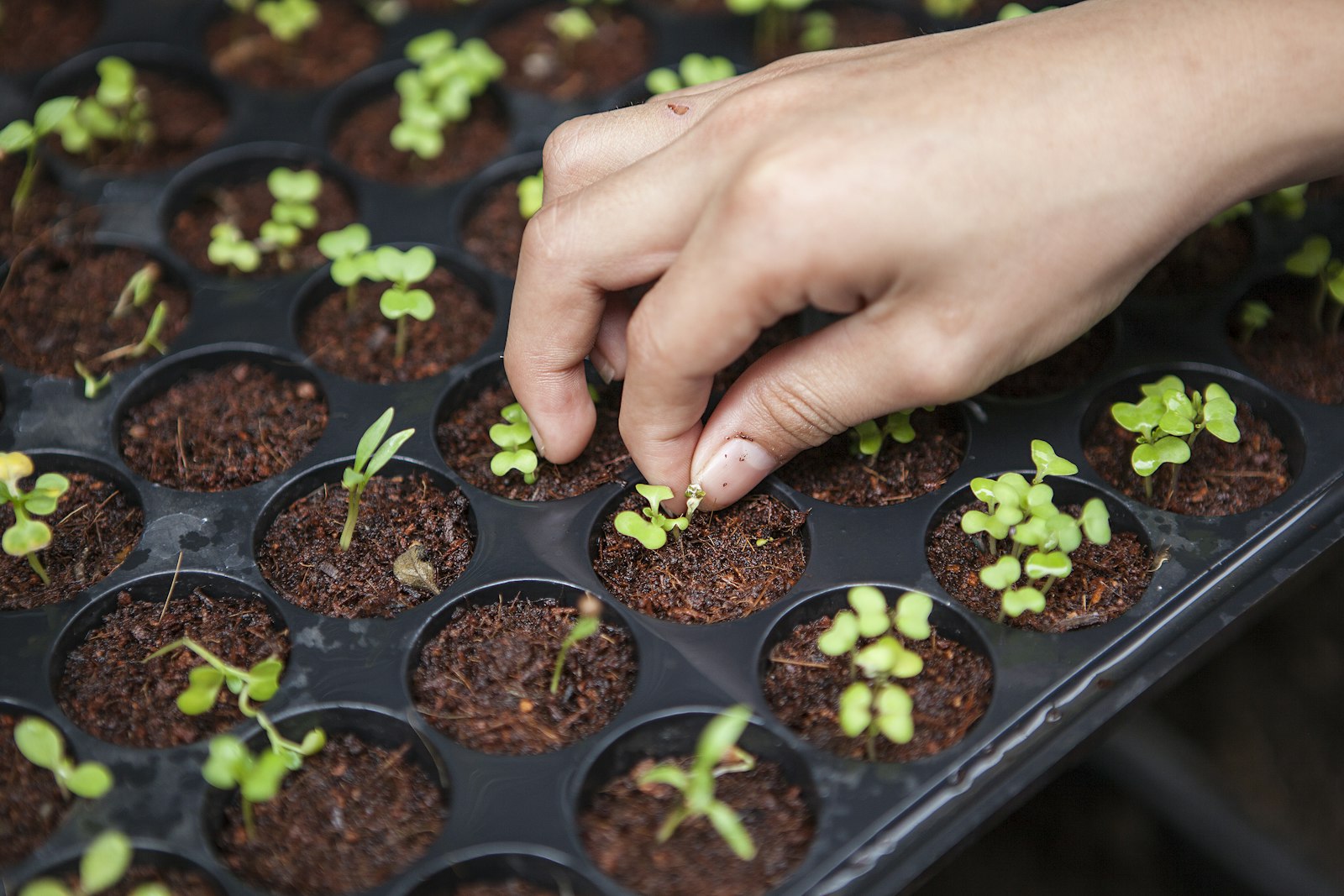 Microgreens delivery