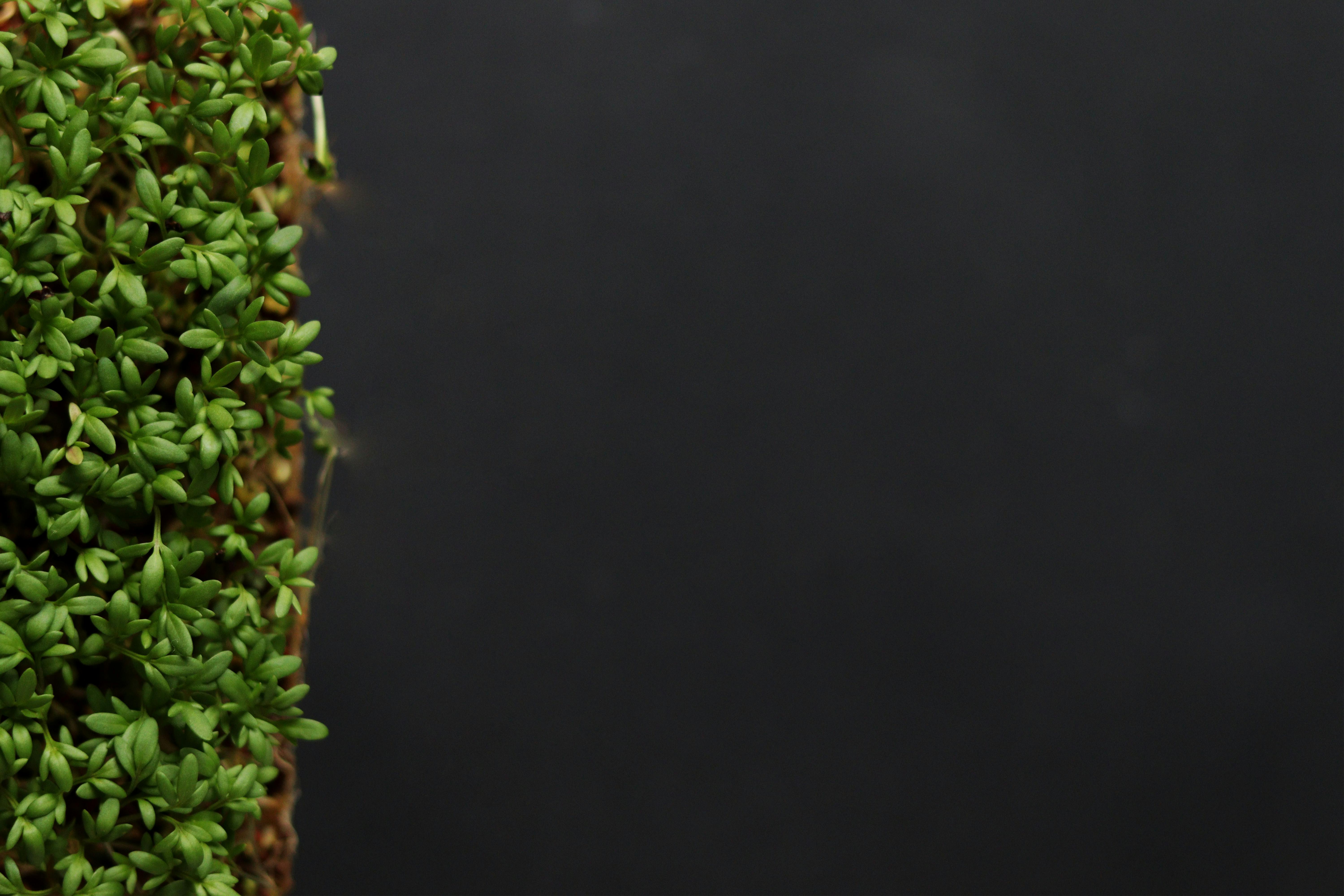 Fresh microgreens growing