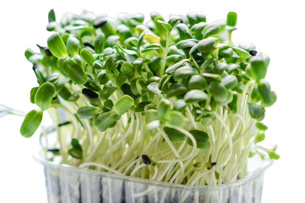 Close up of microgreens